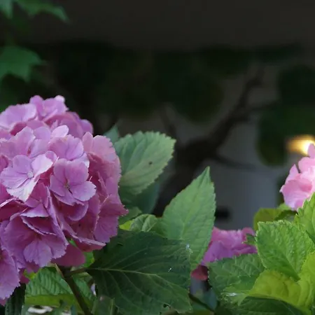 Le Sughere Gospodarstwo agroturystyczne Padru