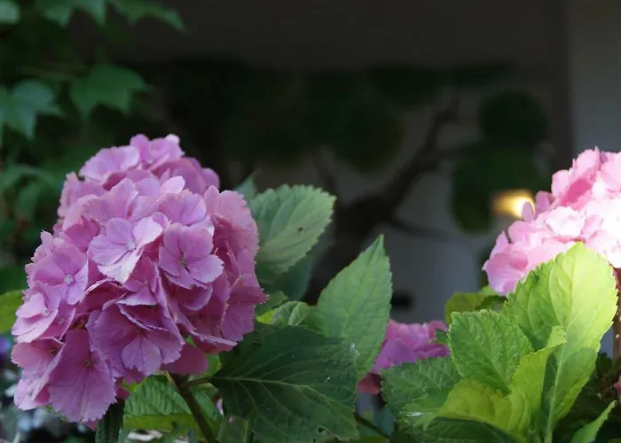 Le Sughere Alloggio per agriturismo Padru